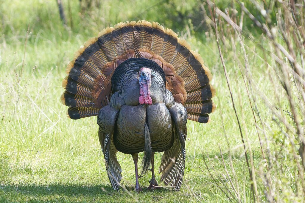 Wild Turkey