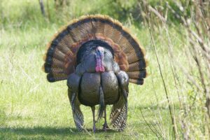 Wild Turkey