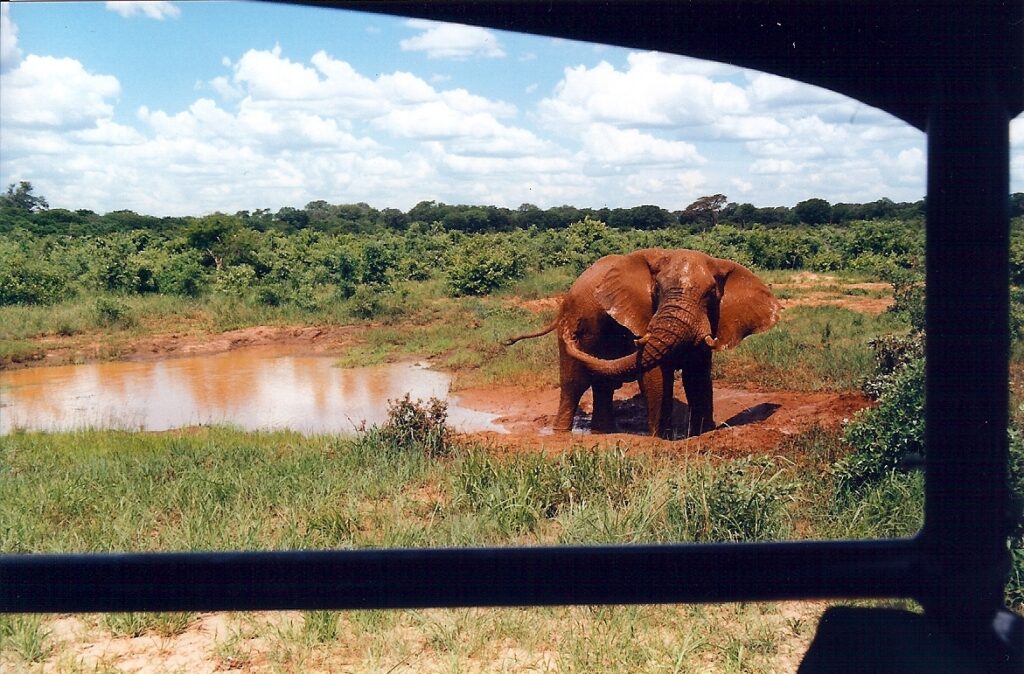 Wildlife Tourism to Avoid: Captive Encounters and Red Flags