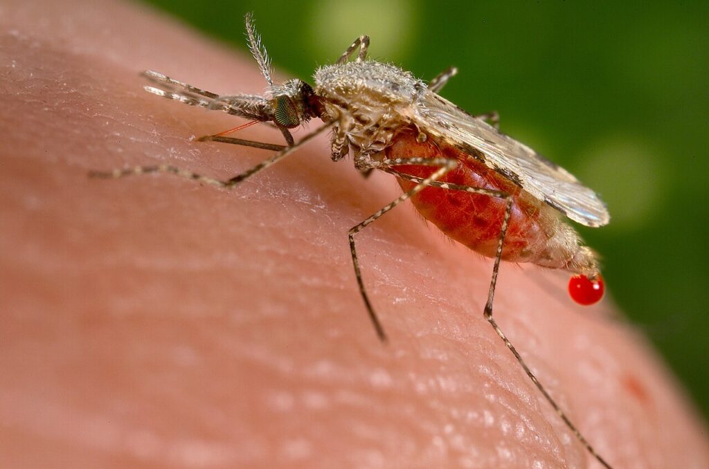 Health and Vaccinations for Wildlife Travel