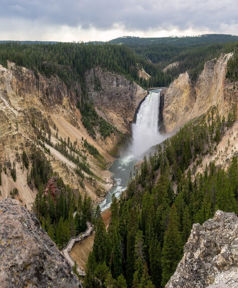 Yellowstone Wildlife Guide: Wolves, Bears and Bison