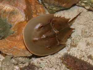 Atlantic Horseshoe Crab