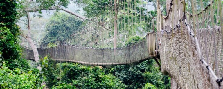 Carbon Footprint of Wildlife Travel: How to Reduce It