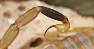 Deathstalker Scorpion