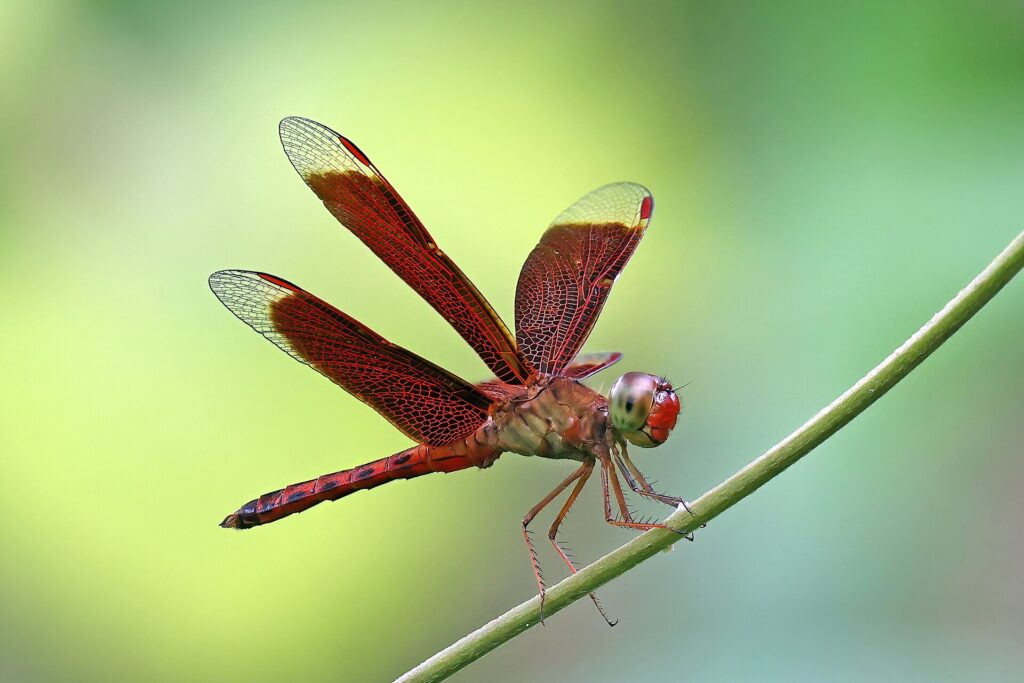 Dragonfly