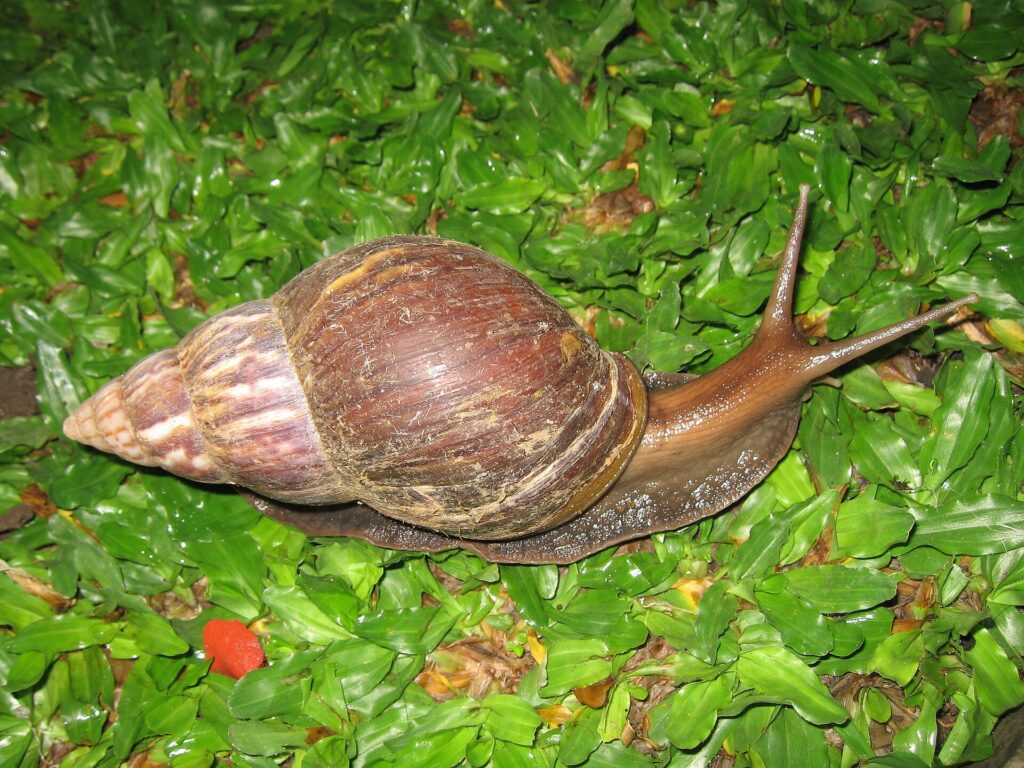 Giant African Land Snail