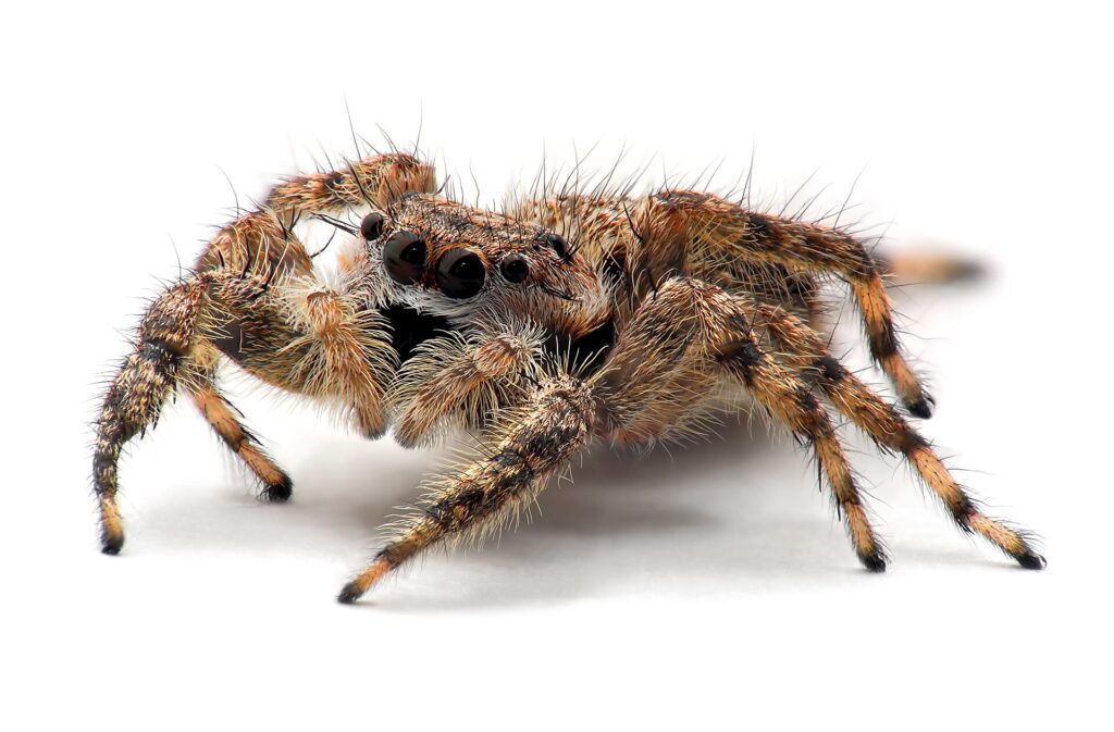 Jumping Spider