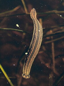 Medicinal Leech