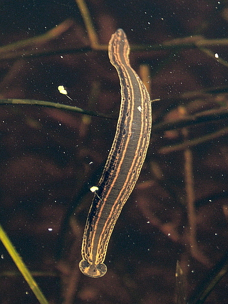 Medicinal Leech