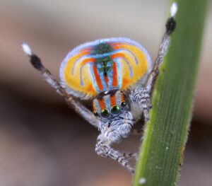 Peacock Spider