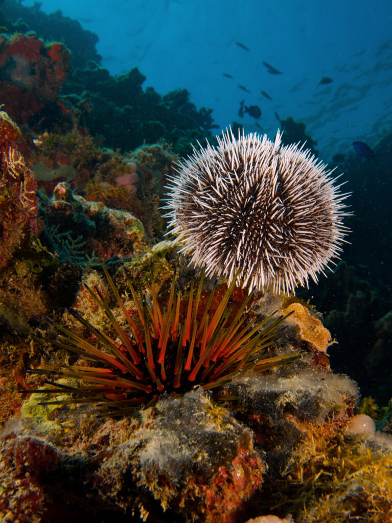 Sea Urchin